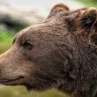 Шофьор помете мечка на магистрала