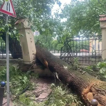 Дърво е паднало върху две коли в центъра на София в района на 38 ОУ Васил Априлов и