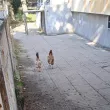 Две кокошки провериха приема в Математическата и хванаха автобуса ВИДЕО