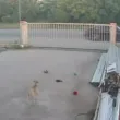 Разследват брутална стрелба по куче в Пазарджик след появило се зловещо ВИДЕО в мрежата
