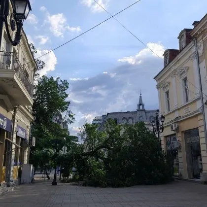 Огромно дърво се разцепи и падна в пешеходната зона на