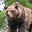 Втори ден издирват мечка в град, затвориха над 90 училища
