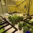 Над 200 стръка от вида на канабиса са отркити в специално оборудваното помещение в "Бояна" СНИМКИ