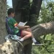 СНИМКА на момче с книга на дърво върна надеждата, че четенето не е отживелица