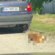 Заснеха шофьор да влачи куче по улиците на Кнежа