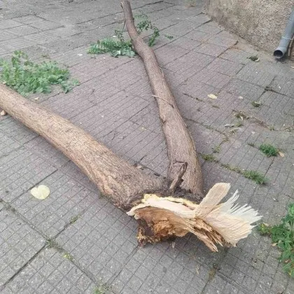 Голям клон се счупи и падна на тротоар на ул