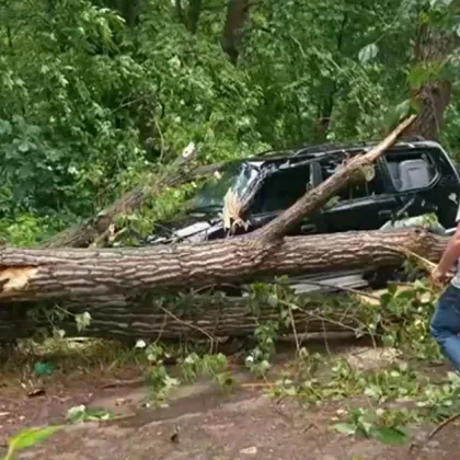 Огромно дърво се стовари върху автомобил край Пловдив