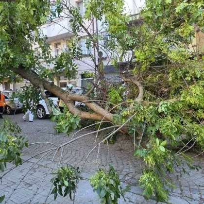Дърво се стовари върху автомобил в Пловдив СНИМКИ