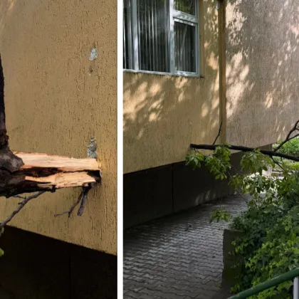 Опасно! Клон падна и се вряза в тераса СНИМКИ