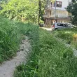Безхаберието с неокосени зелени площи продължава. Докога?