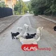 &bdquo;Животните не са виновни - хората са ужасни!": Кучета изпълниха улиците на наше село СНИМКИ