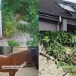 Кума Лиса, паун беглец и смок пред съда: зообум из страната СНИМКИ