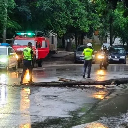 Клон рухна насред булевард СНИМКА