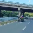 Безумие! Каруца "лети" в насрещното на оживен път, вътре - семейство с дете СНИМКА