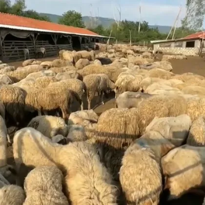 Огнище на шарка по дребните преживни животни установи Българската агенция
