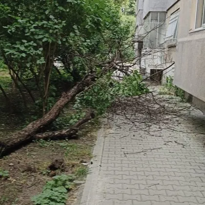 Жители на столичния квартал Гоце Делчев сигнализират за опасно изсъхнало