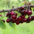 Срещу жълти евроцентове: Овощар кани клиентите сами да берат черешите