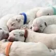Убиха зверски 8 палета