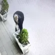 Жена обра цветя от саксии пред аптека в Пловдив ВИДЕО