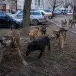Глутница вся ужас в София: Докато институциите спят, кучетата вече вилнеят в следващия квартал