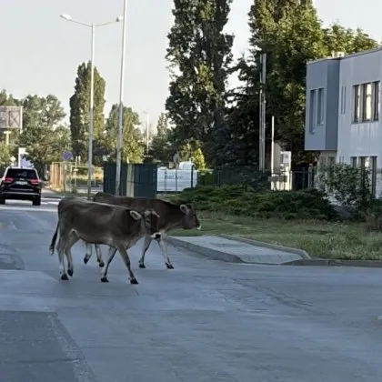 Магаренцето го няма, но кравичките са тук: Денят тръгна по селски в града