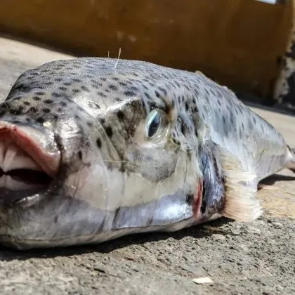 Сребърнобузата риба пуфер Lagocephalus sceleratus се разпространява все по осезаемо в