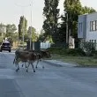 Магаренцето го няма, но кравичките са тук: Денят тръгна по селски в града