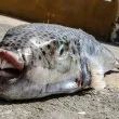 Нова риба плъзна в гръцките води, хапе плажуващи. Ето всичко, което трябва да знаете