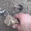 Безумие! Хвърлиха метални "звезди" по пътя за красив водоем край Пловдив ВИДЕО