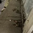 Нощна атака с яйца стресна семейство в центъра на София