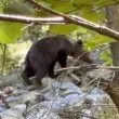 Мечка излезе на метри от туристи над Карлово, появи се и ВИДЕО