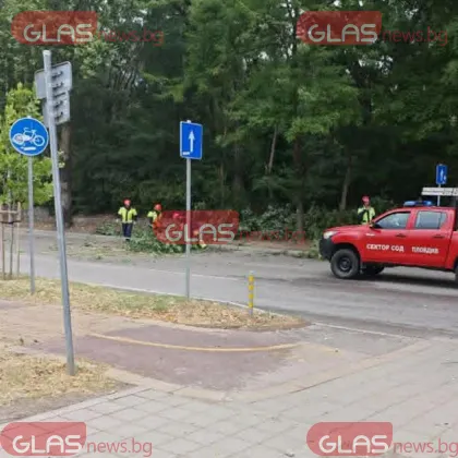 Дърво падна на оживен булевард в Пловдив СНИМКИ