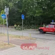 Дърво падна на оживен булевард в Пловдив СНИМКИ