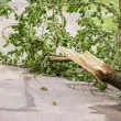 Дърво падна върху майка с деца в София