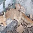 Спасиха малко лисиче, попаднало в капан в двора на училище ВИДЕО