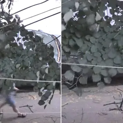 Секунди след като жена мина оттам: Клон се стовари на тротоар в Русе ВИДЕО