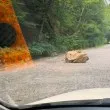 Рухна огромна канара на важен път във Витоша СНИМКИ