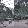 Секунди след като жена мина оттам: Клон се стовари на тротоар в Русе ВИДЕО