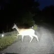 Внимавайте! Грацизна опасност дебне на път край София ВИДЕО