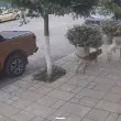 Нападение в Горна баня: Агресивно куче налетя на жена и домашния ѝ любимец ВИДЕО