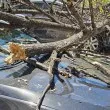 Дърво падна върху два автомобила в центъра на Русе