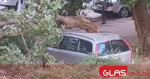 Повече от 10 сигнала за паднали дървета и клони са