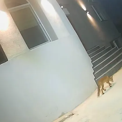 Лисици станаха комшии на семейство във Варна ВИДЕО