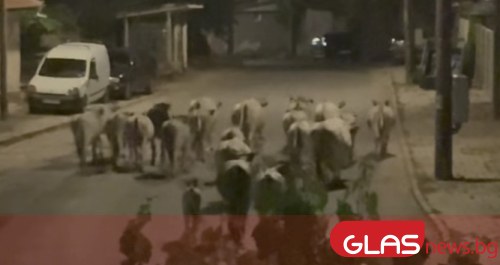 Късно вечерта по улиците на Калофер се чува не рев
