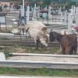Вместо тишина и почит: Кози вилнеят между гробовете в Монтана