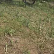 Градушка унищожи земеделската реколта в с. Горна Рибица