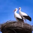 Жители на село Анево спасиха малко щъркелче