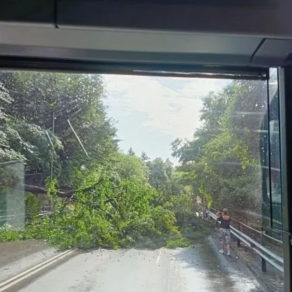 Рухна огромно дърво в София, блокиран е булевард СНИМКА