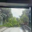 Рухна огромно дърво в София, блокиран е булевард СНИМКА