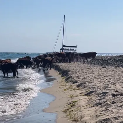 "Морски крави" превзеха плаж по Черноморието ВИДЕО